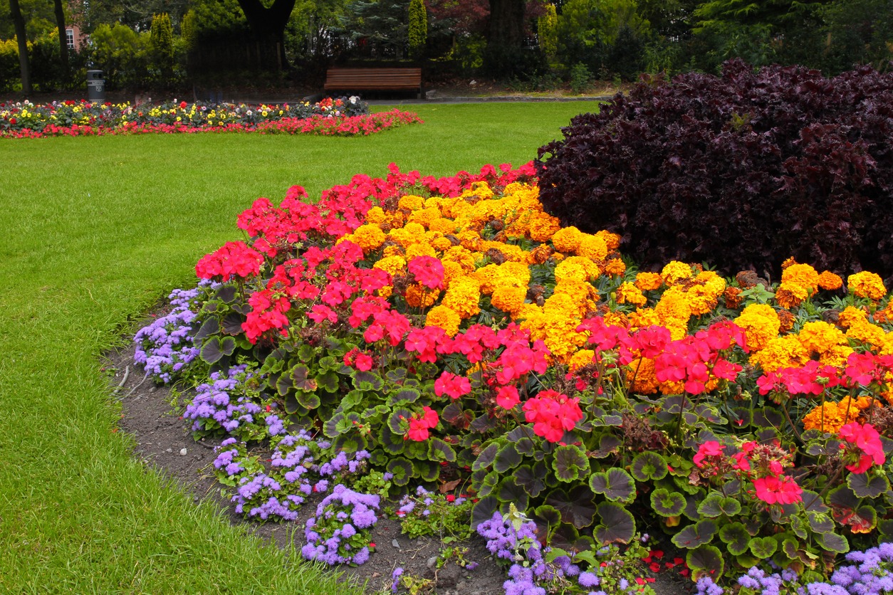 Colorful flower bed in a park.