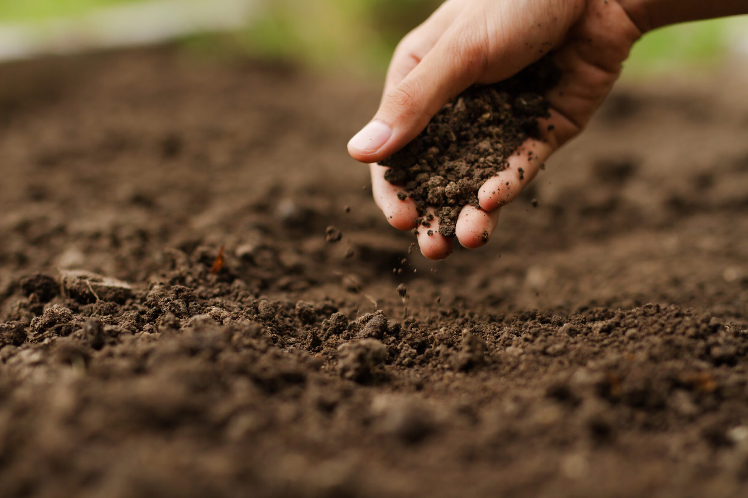 Hand sifting soil for gardening.