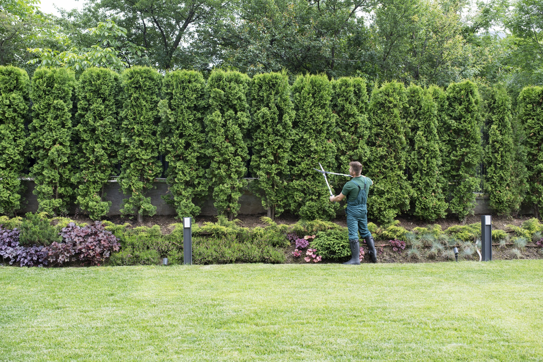 Gardener trimming tall hedges in a lush garden