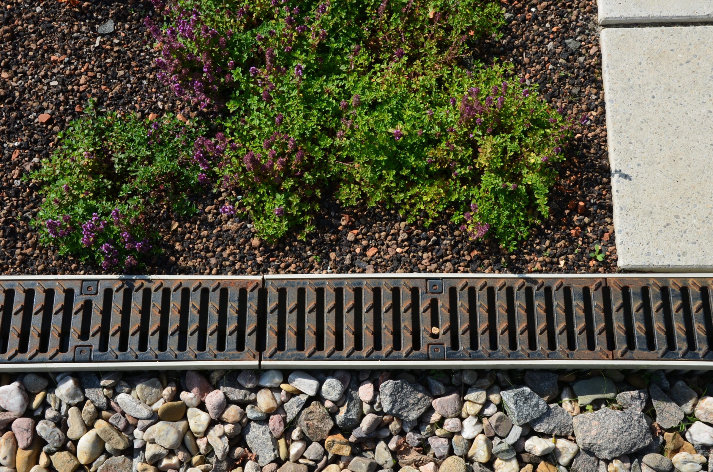 Garden drainage grate with surrounding stones and plants
