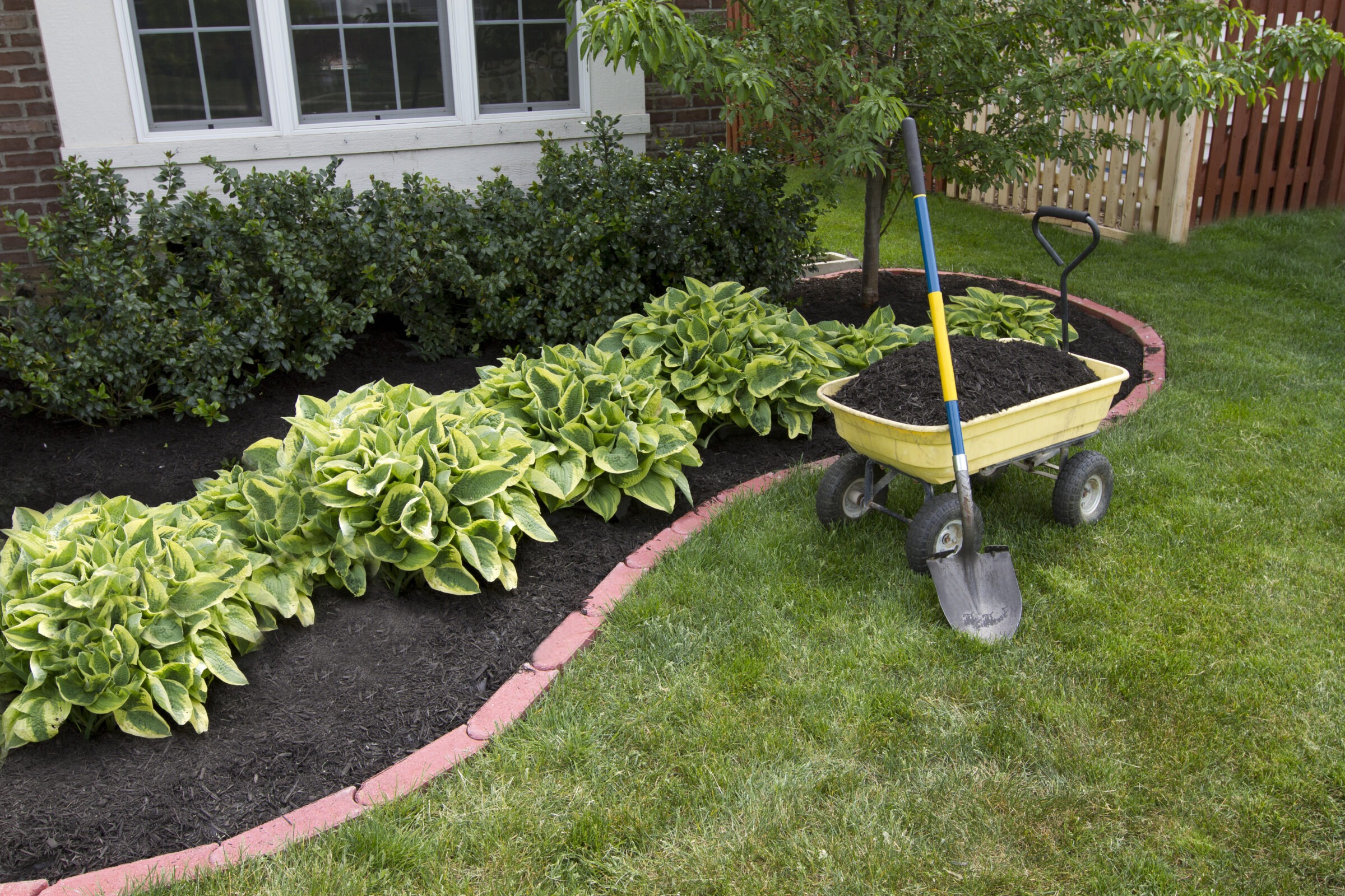 Garden bed with mulch, wheelbarrow, and shovel.