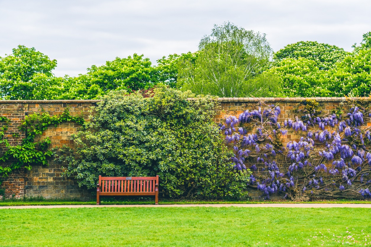 Garden bench by brick wall with purple flowers.