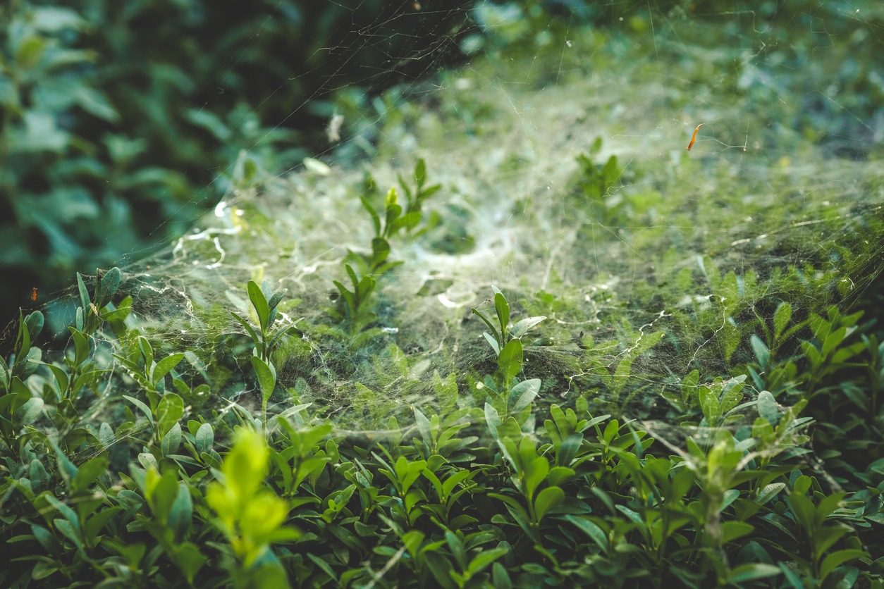 Spider web on green plant foliage