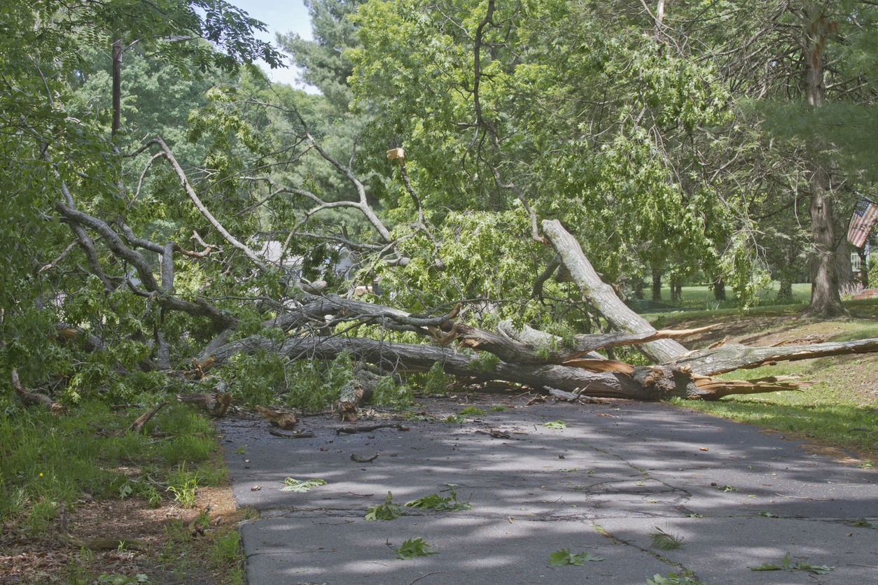 Fallen tree blocks rural road after storm