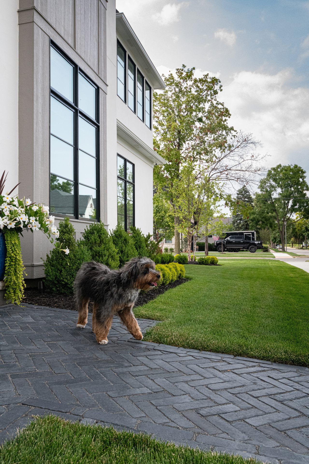 Dog walking on a modern home pathway